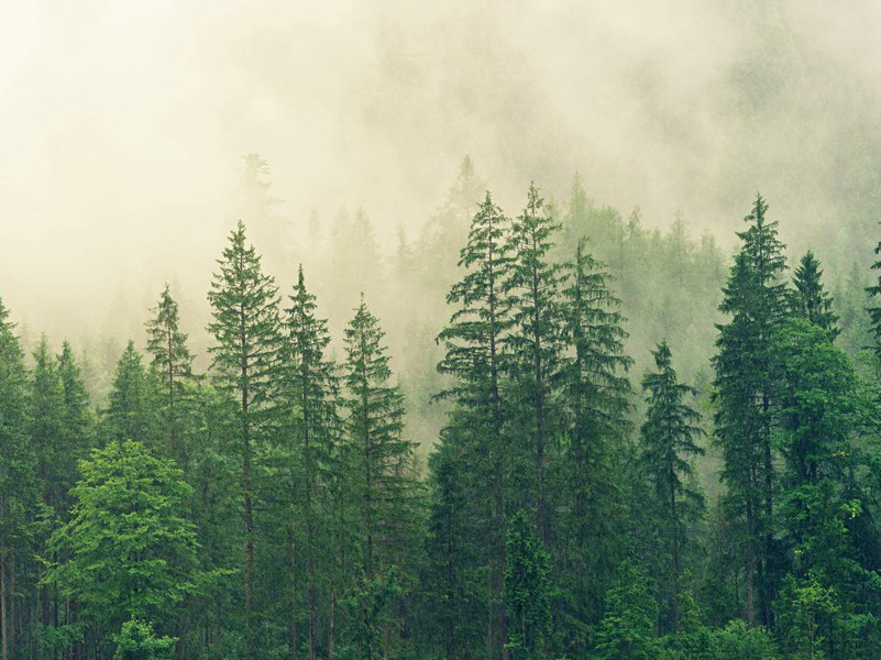 秋日阮隐居致薤三十束