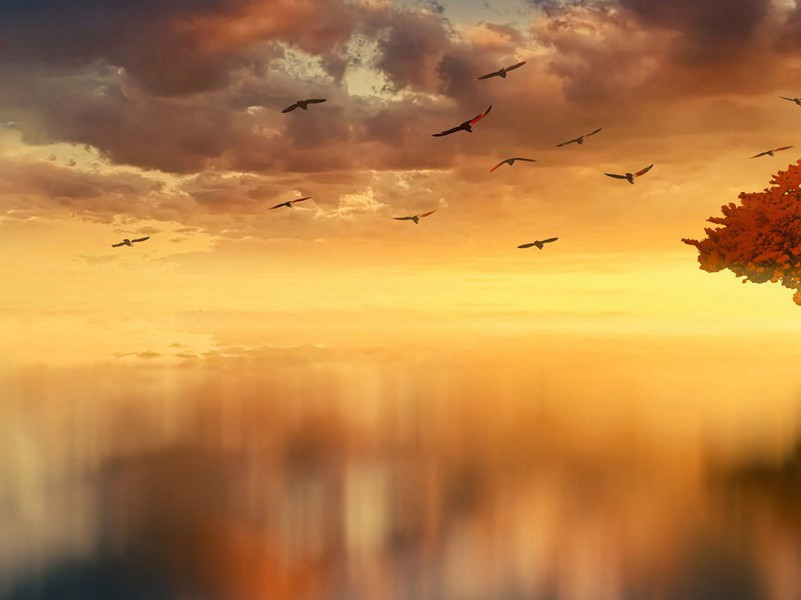 凭何十一少府邕觅桤木栽