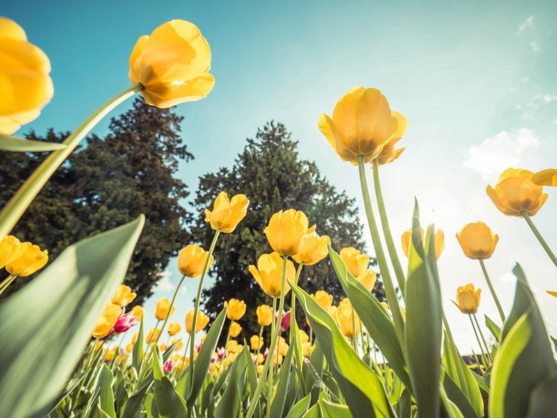 又于韦处乞大邑瓷碗