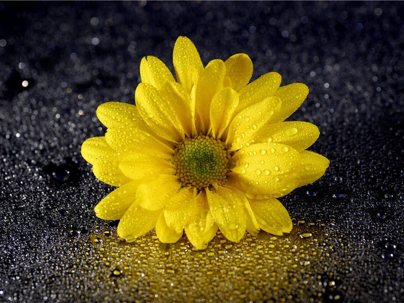 闻斛斯六官未归