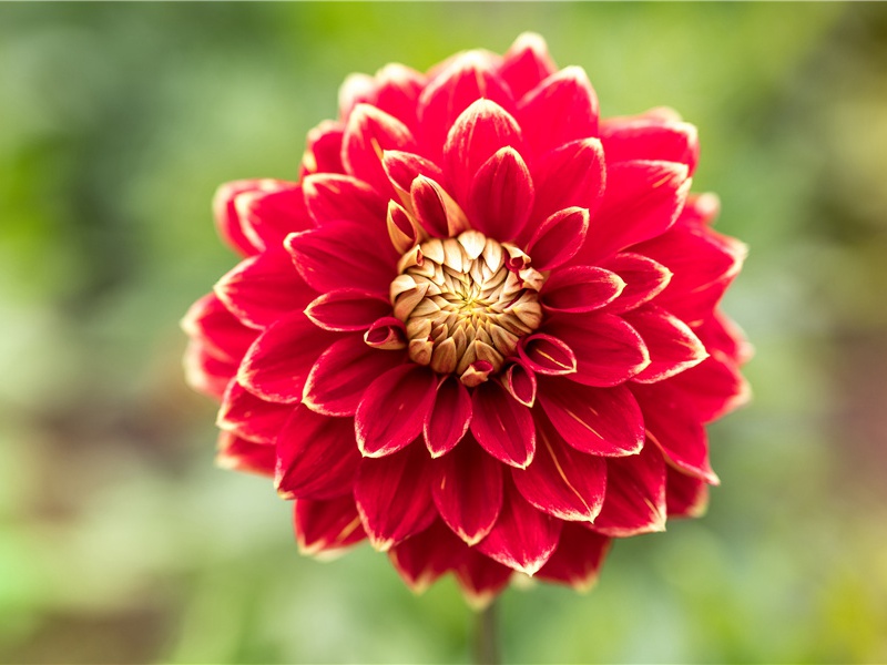 赴青城县出成都寄陶王二少尹