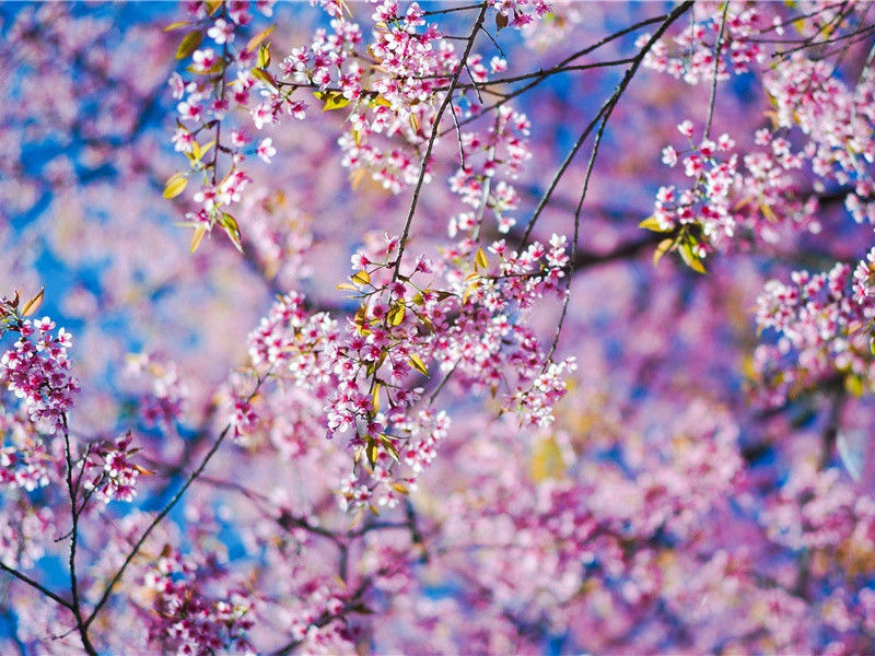 寄杜位(位京中宅近西曲江诗尾有述)