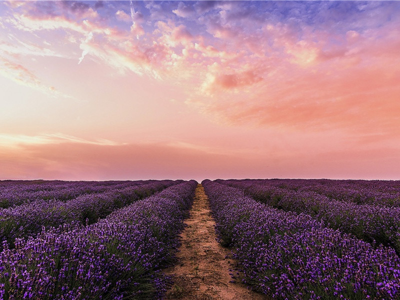 楠树为风雨所拔叹