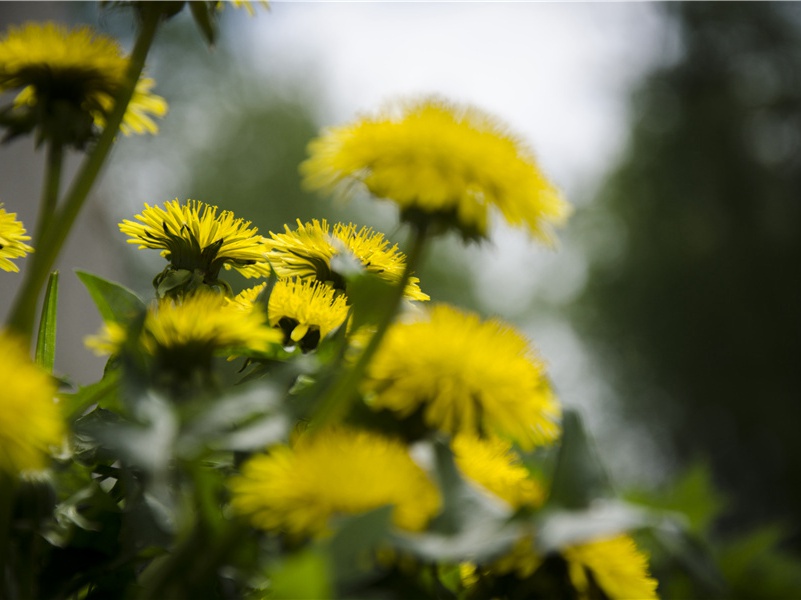 茅屋为秋风所破歌