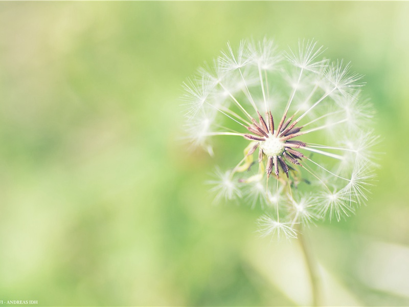 陪李七司马皂江上观造竹桥即日成往来之…简李公