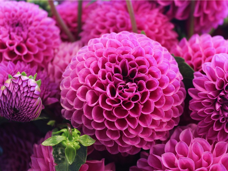 入奏行赠西山检察使窦侍御