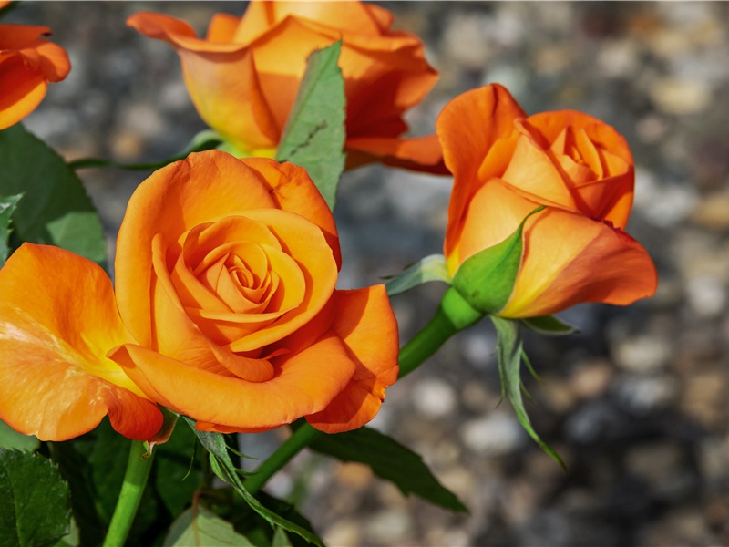 赠别郑炼赴襄阳