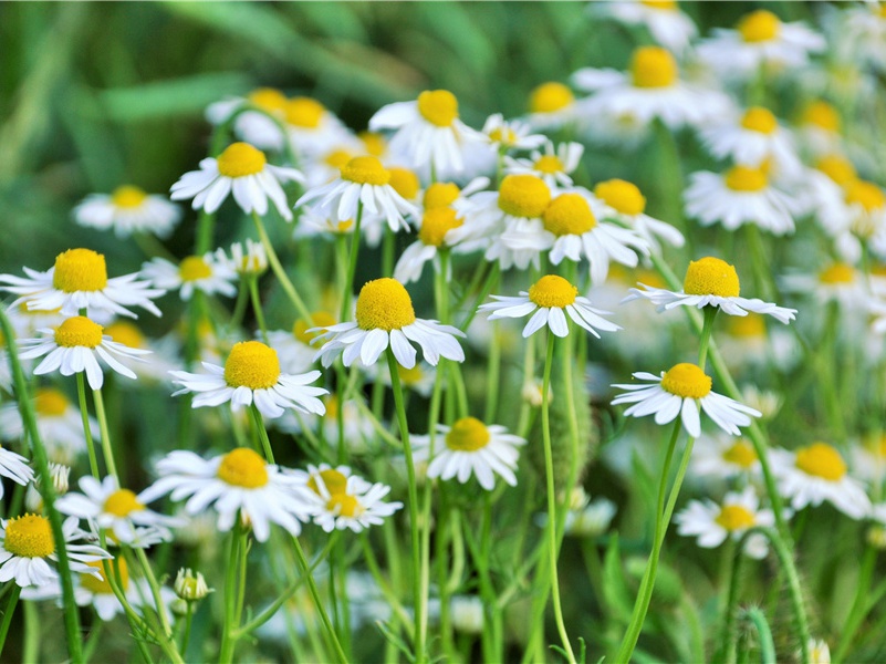 江头五咏·栀子