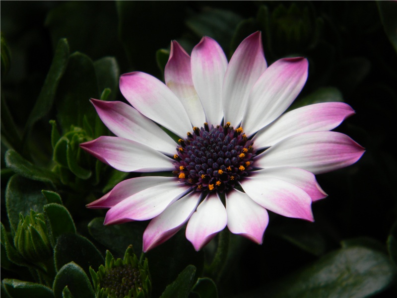 江头五咏·花鸭