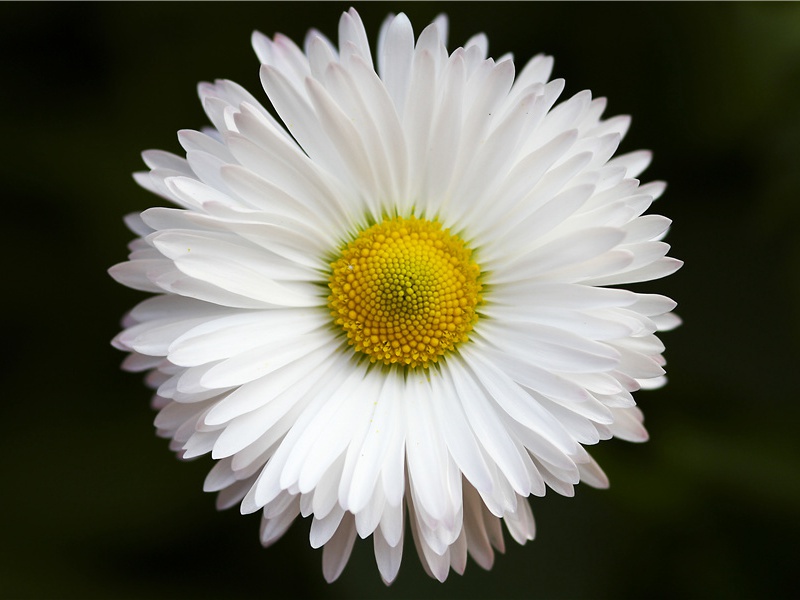 奉酬严公寄题野亭之作