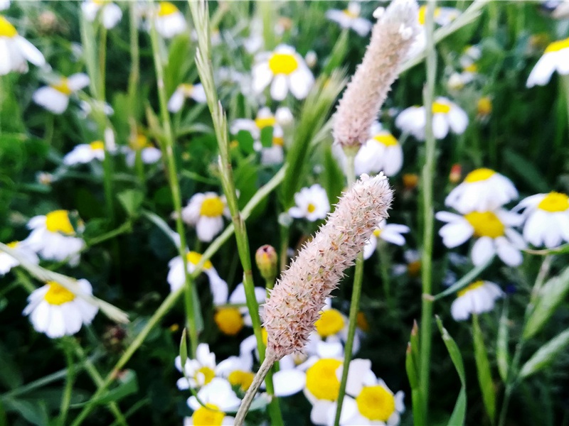 严中丞枉驾见过