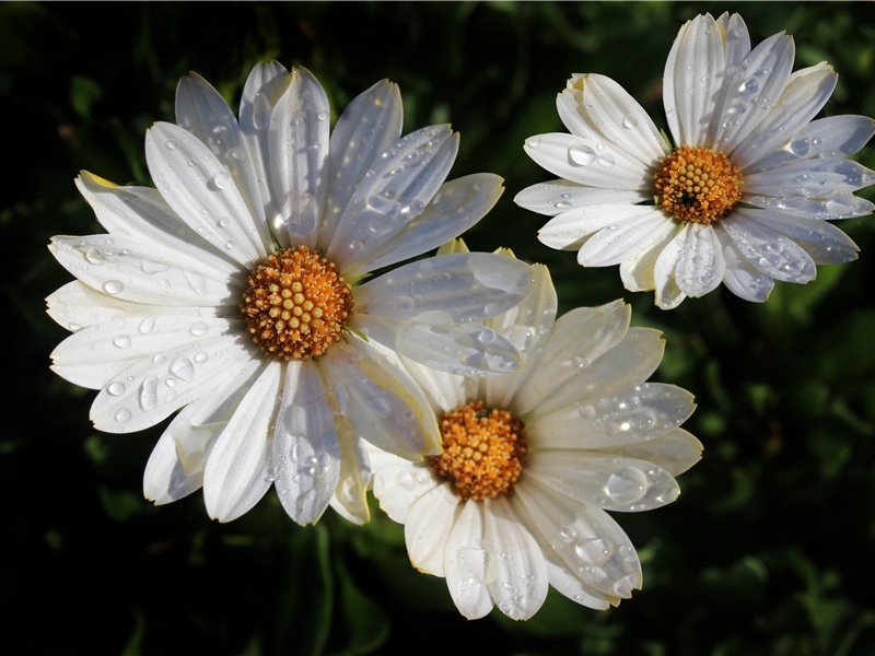 严公厅宴同咏蜀道画图得空字