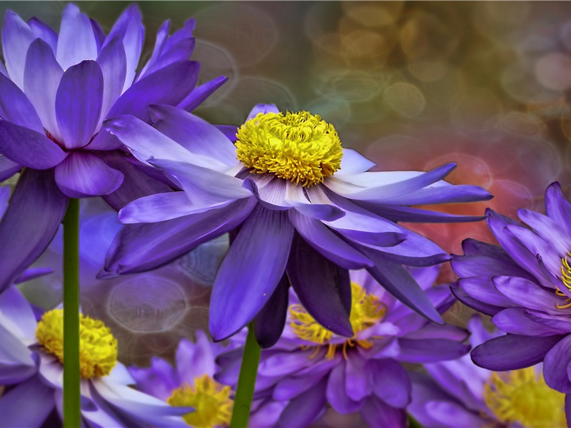 奉济驿重送严公四韵