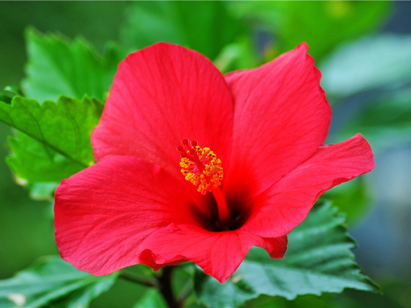 姜楚公画角鹰歌