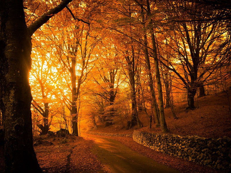 戏题寄上汉中王三首