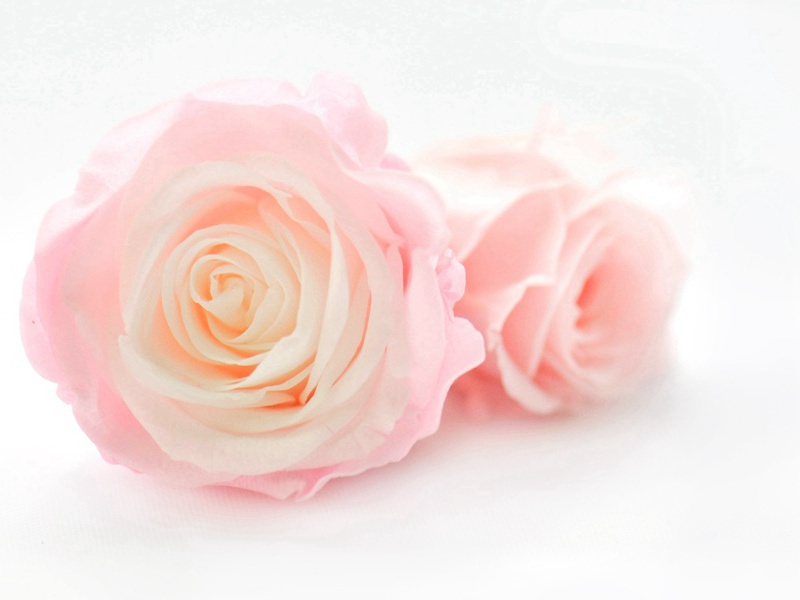 题玄武禅师屋壁