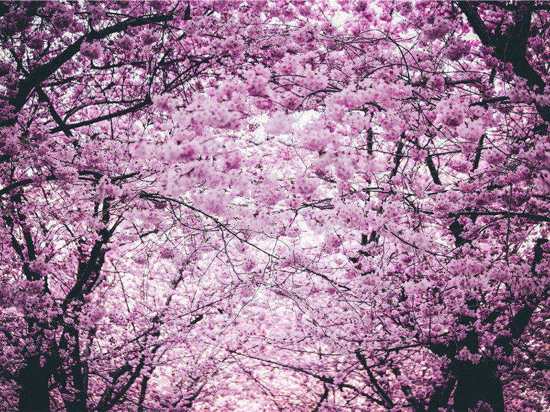 相逢歌赠严二别驾