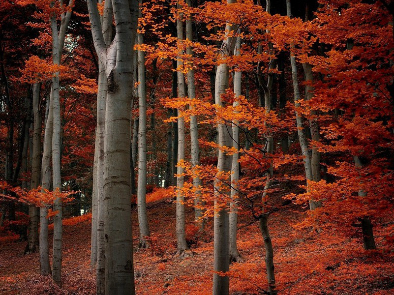 通泉驿南去通泉县十五里山水作