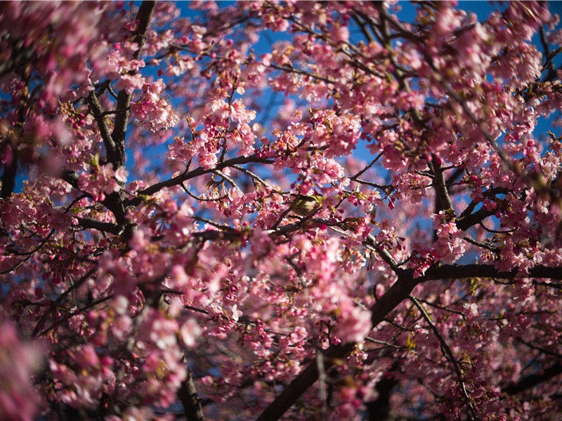 观薛稷少保书画壁