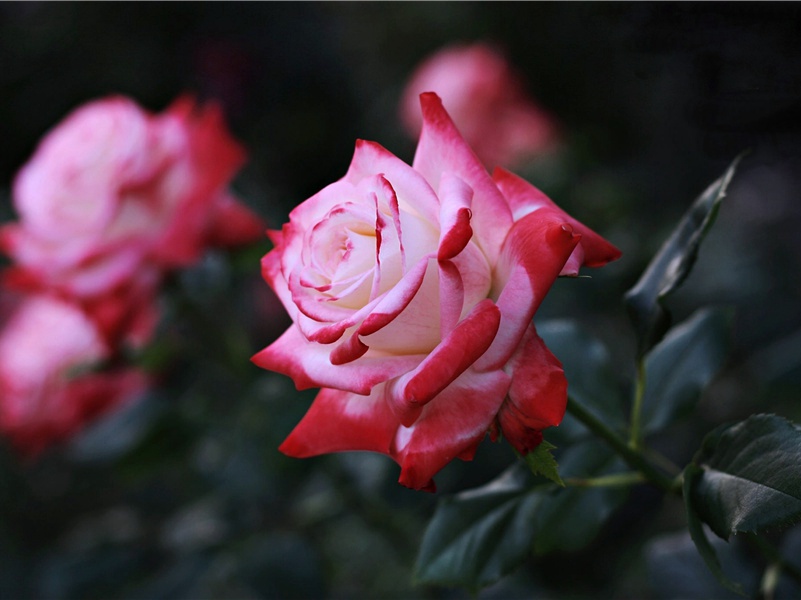 通泉县署屋壁后薛少保画鹤