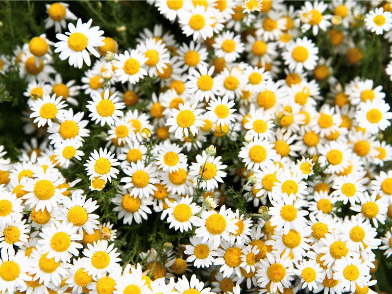 远游·贱子何人记