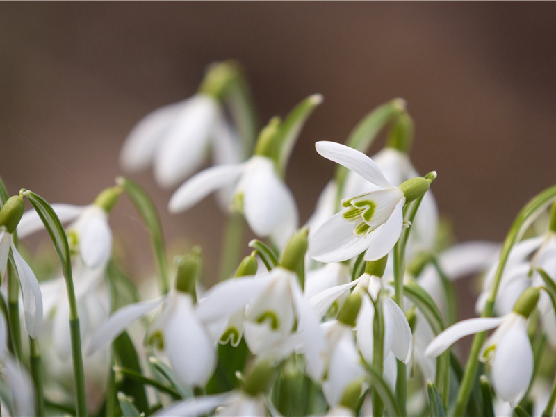 惠义寺送王少尹赴成都