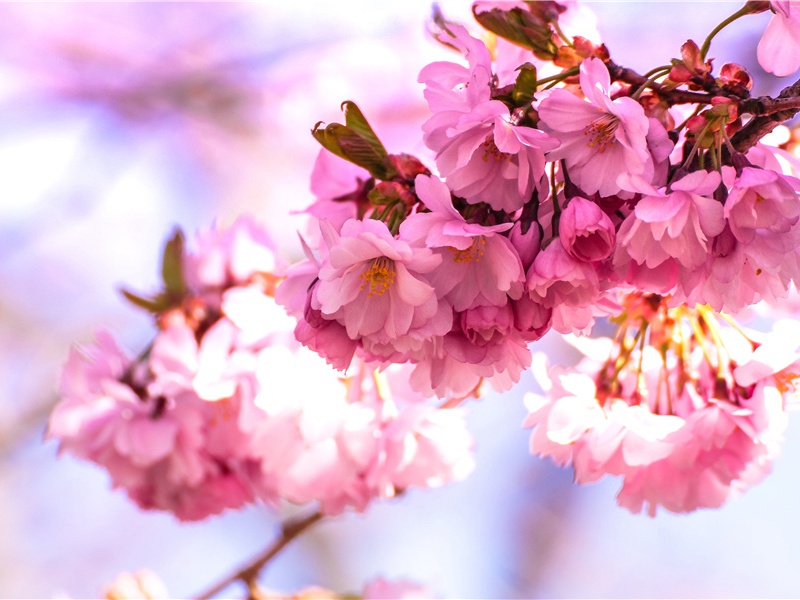 泛舟送魏十八仓曹还京因寄岑中允参范郎中季明