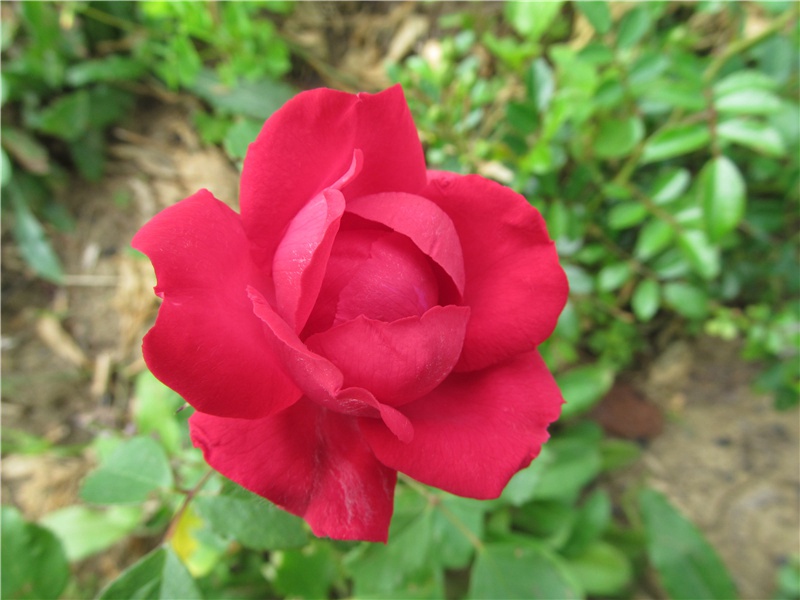 奉送崔都水翁下峡