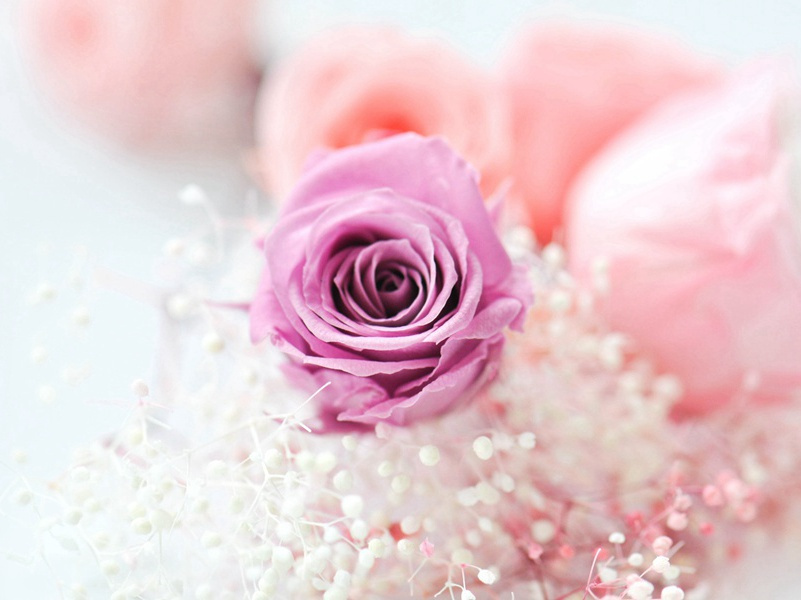 送韦郎司直归成都