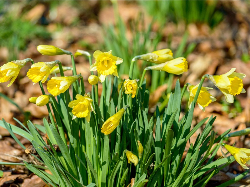 题郪县郭三十二明府茅屋壁
