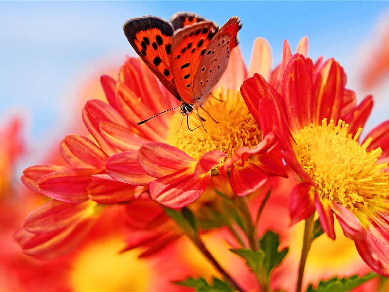 巴西驿亭观江涨呈窦十五使君二首