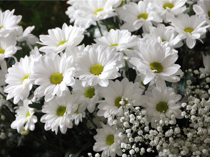 陪王汉州留杜绵州泛房公西湖