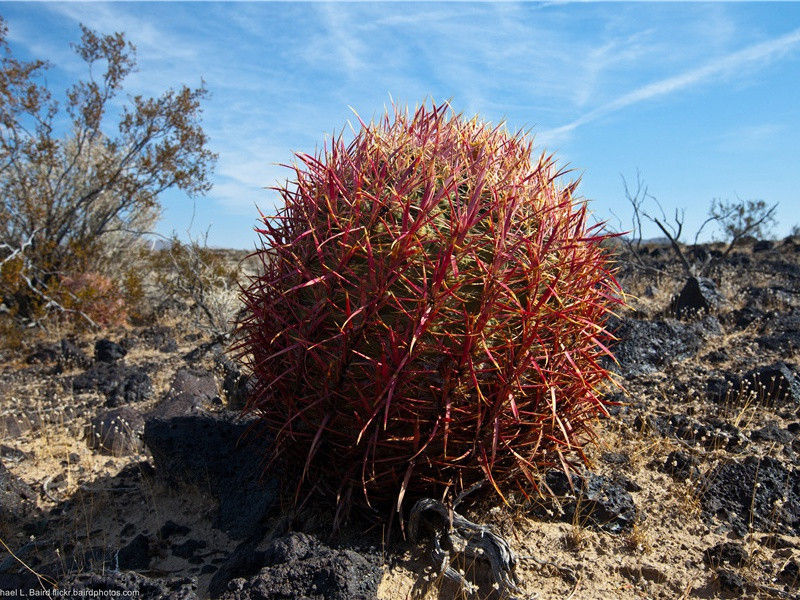 李鄠县丈人胡马行