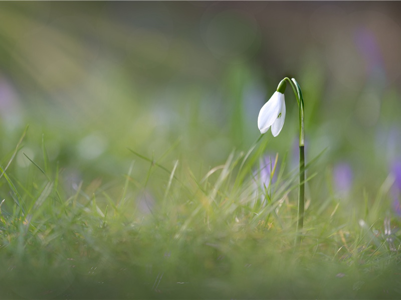 阆州奉送二十四舅使自京赴任青城