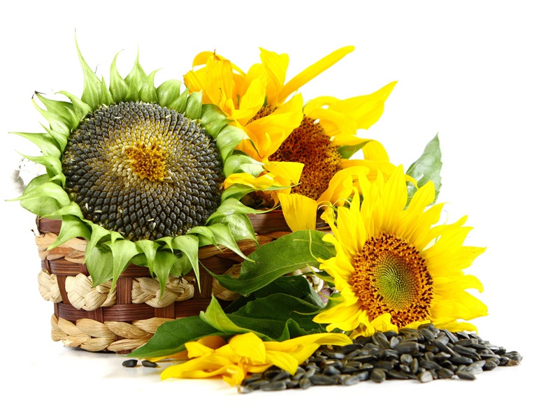 放船·送客苍溪县