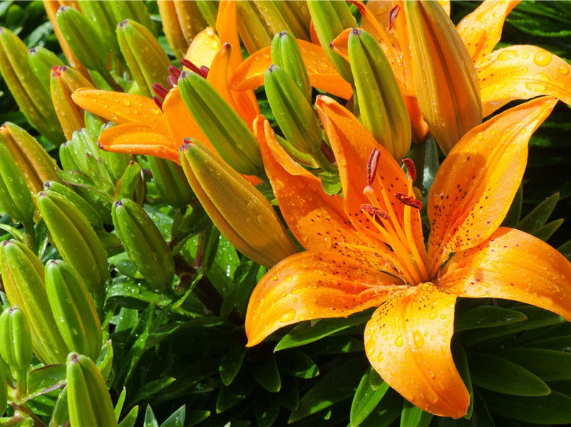 送严侍郎到绵州同登杜使君江楼