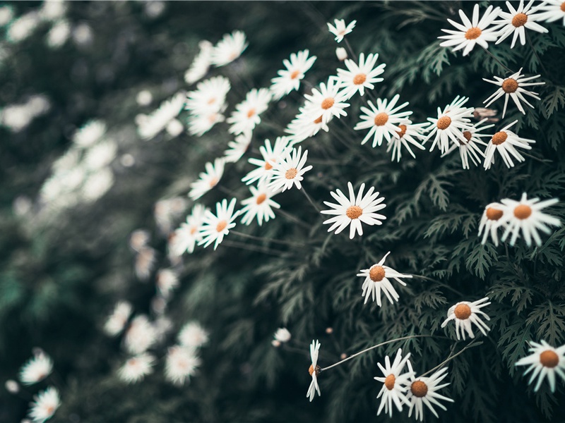 与严二郎奉礼别