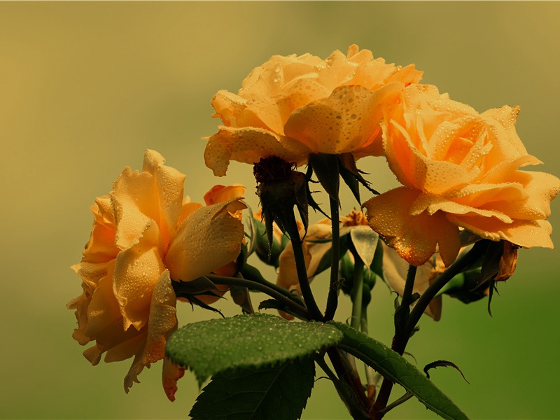 赠裴南部闻袁判官自来欲有按问