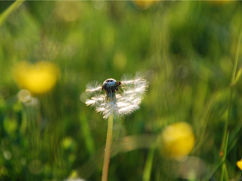 寄彭州高三十五使君适虢州岑二十七长史参三十韵