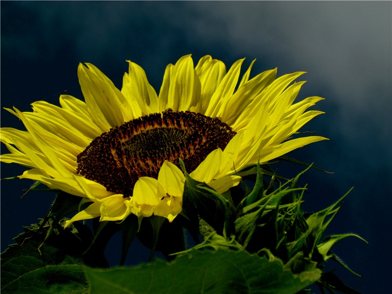 桃竹杖引赠章留后