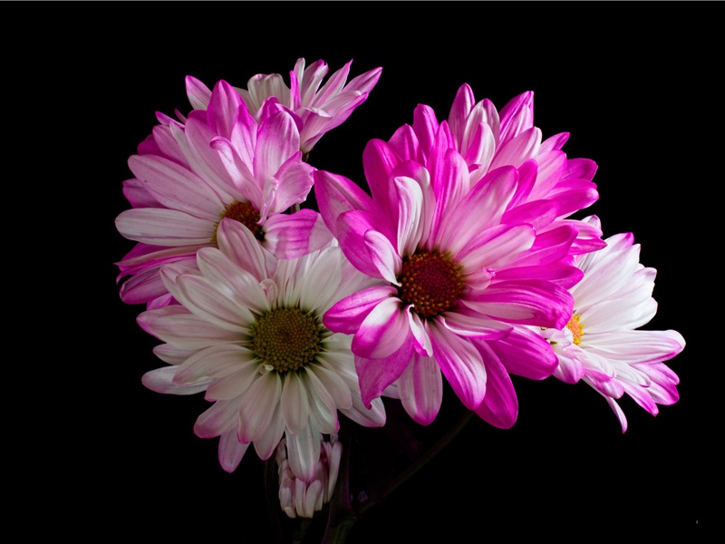 对雪·战哭多新鬼