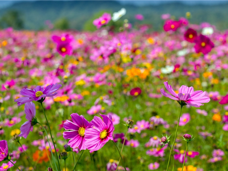 巴西闻收京阙送班司马入京