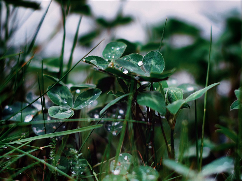 自阆州领妻子却赴蜀山行三首