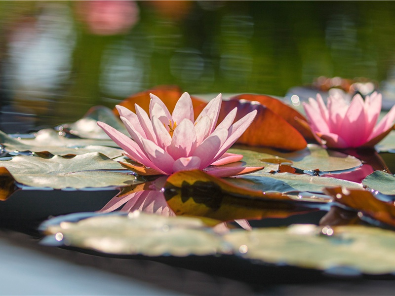 奉寄高常侍(一作寄高三十五大夫)