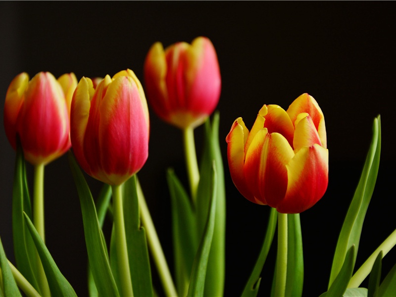 王录事许修草堂赀不到聊小诘