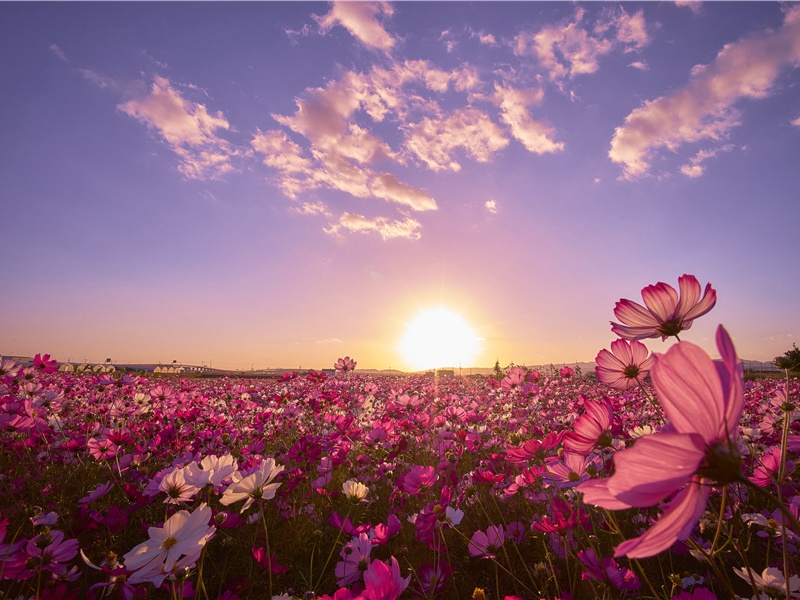 承闻故房相公灵榇自阆州启殡归葬东都有作二首