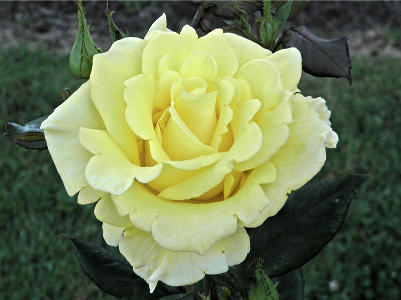 丹青引赠曹将军霸