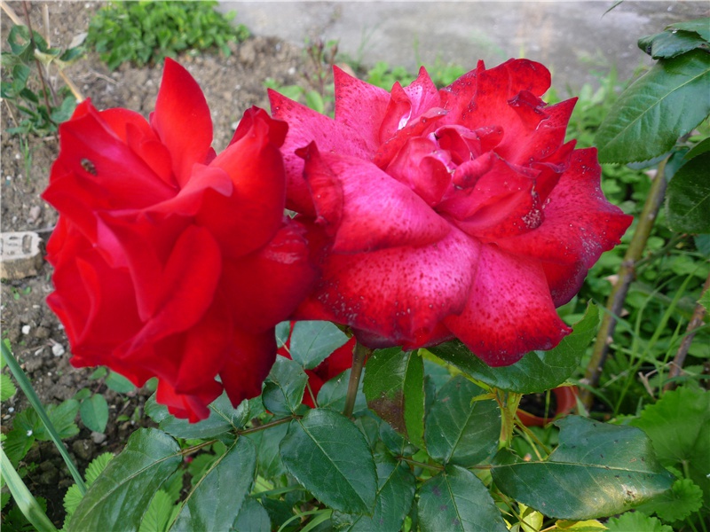 韦讽录事宅观曹将军画马图歌