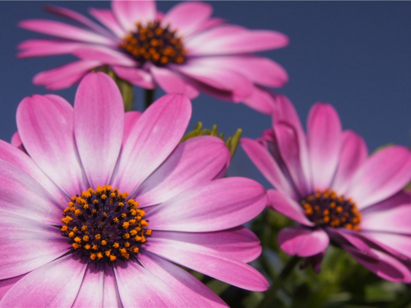 奉和严郑公军城早秋