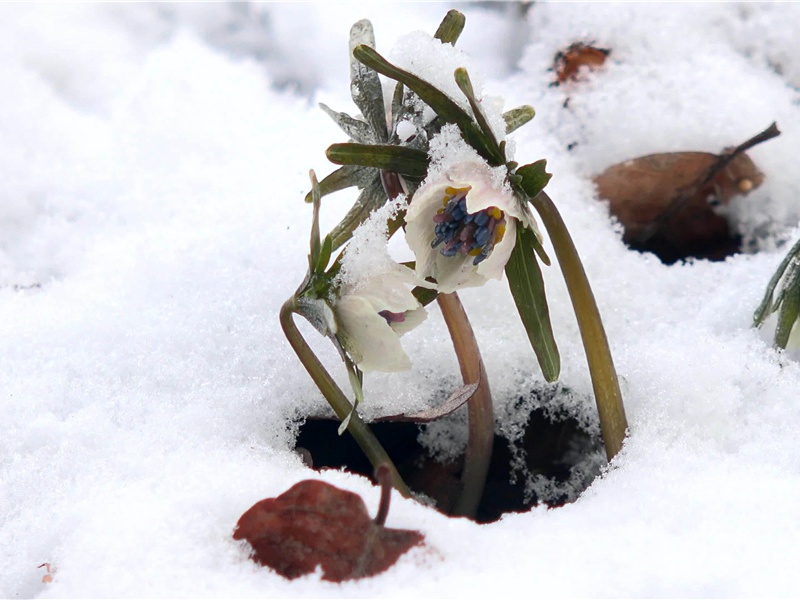 院中晚晴怀西郭茅舍